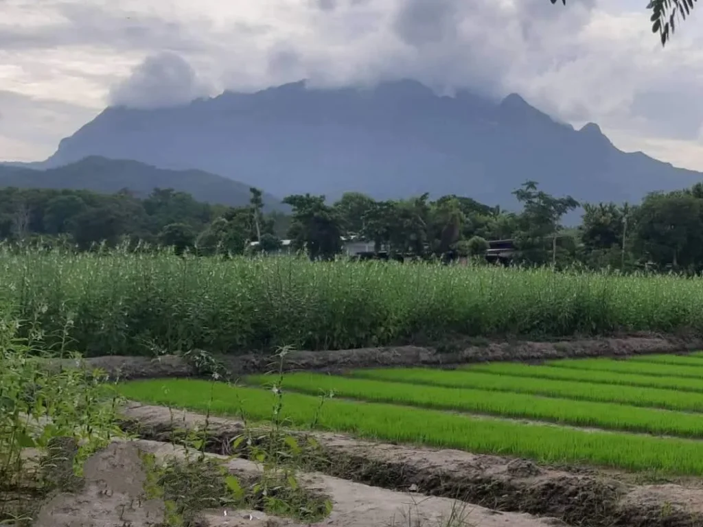 ขายที่นา วิวท้องนา วิวดอยหลวง โฉนดพร้อมโอน ราคาถูก