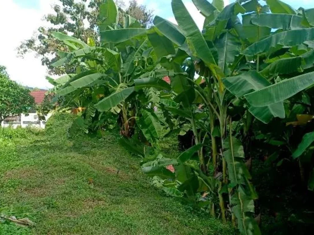 ขายที่ดินตำบลสุเทพ วิวดอยสุเทพ ติดลำเหมือง พร้อมโอน