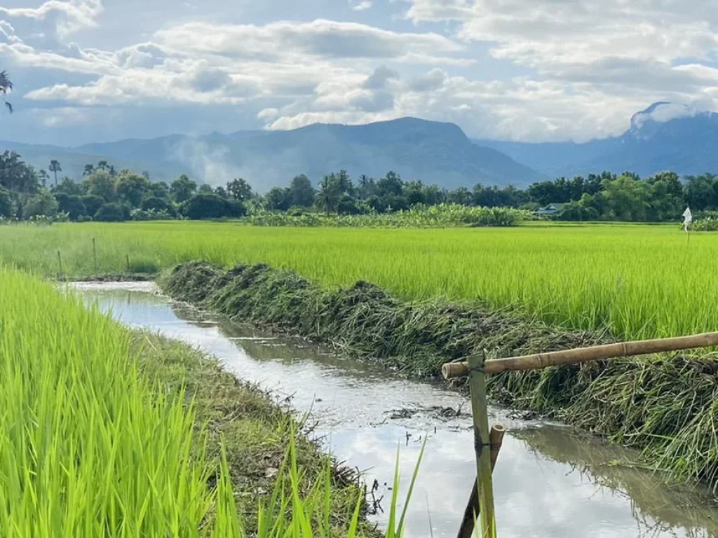 ขายที่นาขั้นบันไดจอมทองวิวดอยห่างถนนหลัก 300เมตร