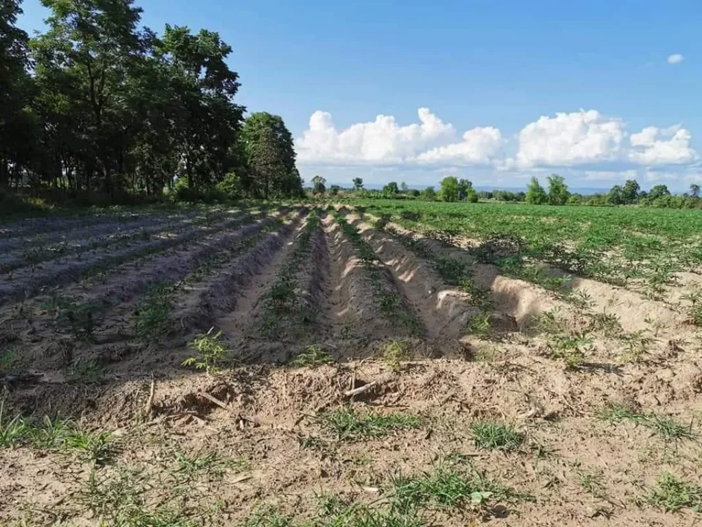 ขายที่ดินใกล้ราชภัฏกาฬสินธุ์ราคาถูกด่วน