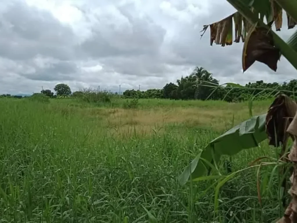 ขายที่สวนสันป่าตองบ้านกลาง ห่างถนนคอนกรีต 30เมตร