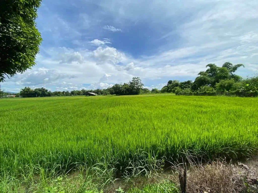 ขายที่ดินแม่ปูคา สันกำแพงเชียงใหม่ ใกล้สวนน้ำ ตลาดเดินทางสะดวก