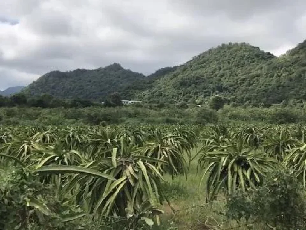 ที่ดินติดถนนลาดยาง ปากช่อง เขาใหญ่ 10ไร่ วิวเขาล้อมรอบ 360 องศา ใกล้ผ่านศึก ใกล้มิตรภาพ ใกล้ธนะรัชต์