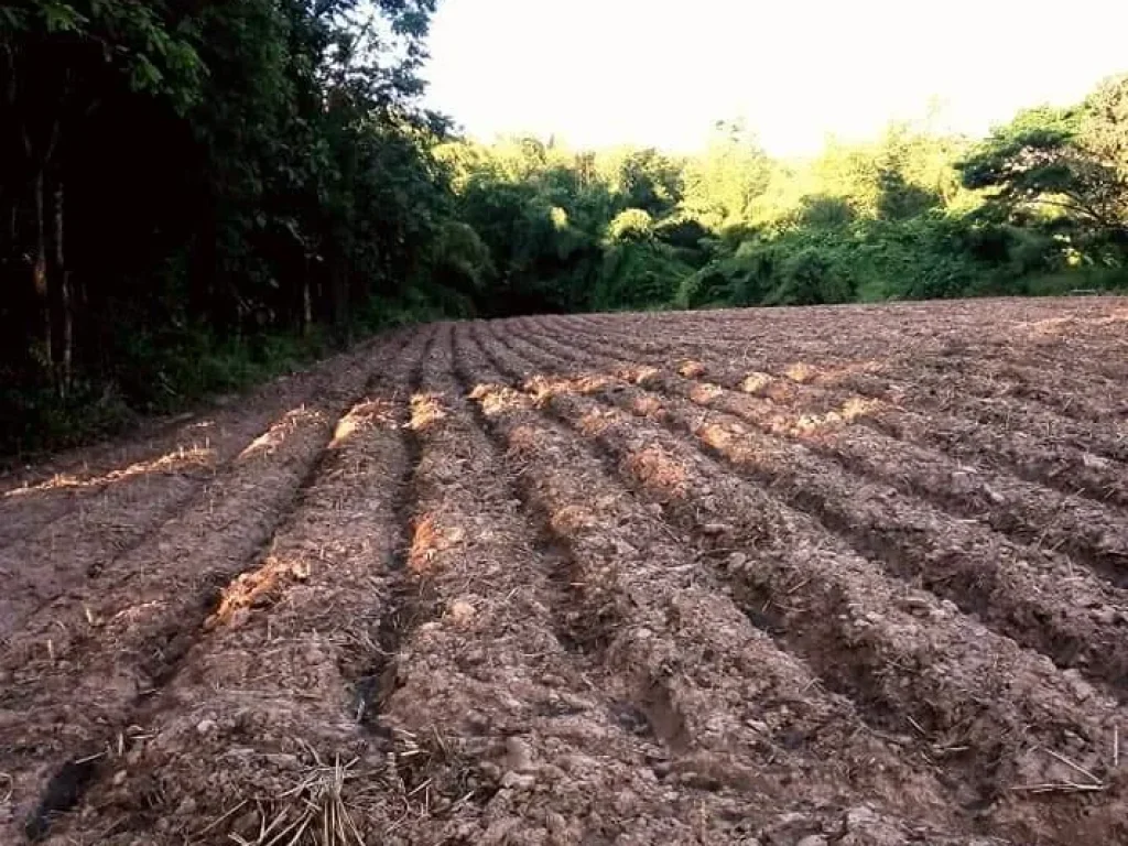 ที่ดินเปล่า มีแหล่งน้ำและไฟฟ้า ใกล้ อน้ำปาด อุตรดิตถ์