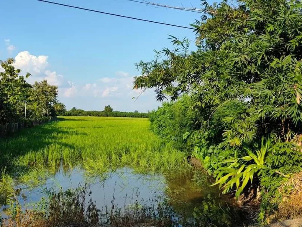 ขายที่ดินวิวทุ่งนาสันป่าตอง มะขุนหวาน โฉนดราคาถูก