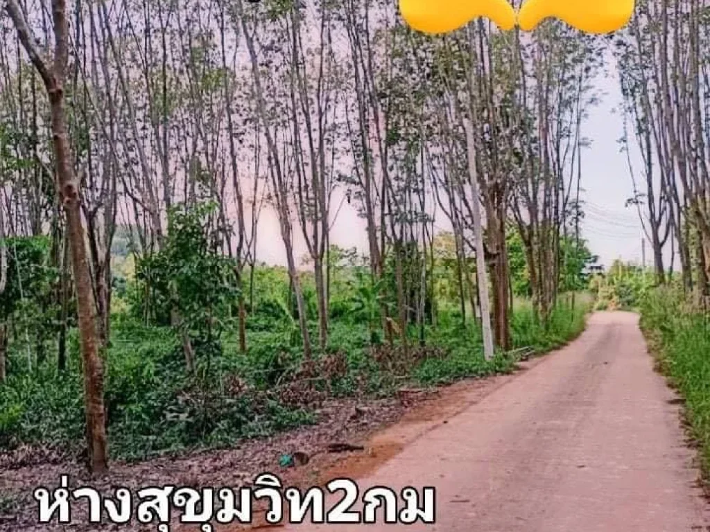 ขายสวนยาง2ไร่ติดคอนกรีตใกล้ สุขุมวิท เขต อเมือง