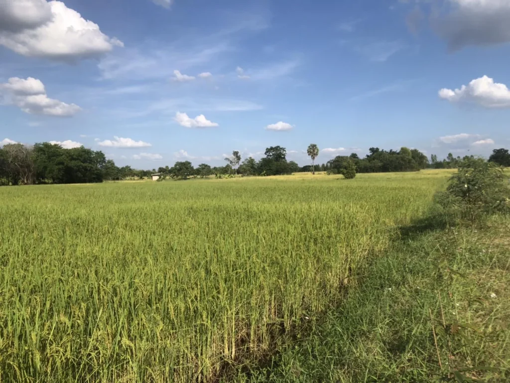 ที่ดินโซนบ้านทุ่ม เหมาะซื้อสร้างบ้านสวน ใกล้เมืองเดินทางสะดวก เข้า-ออกหลายทาง ใกล้ถนนมะลิวัลย์ ใกล้เซเว่น ตลาดสดบ้านม