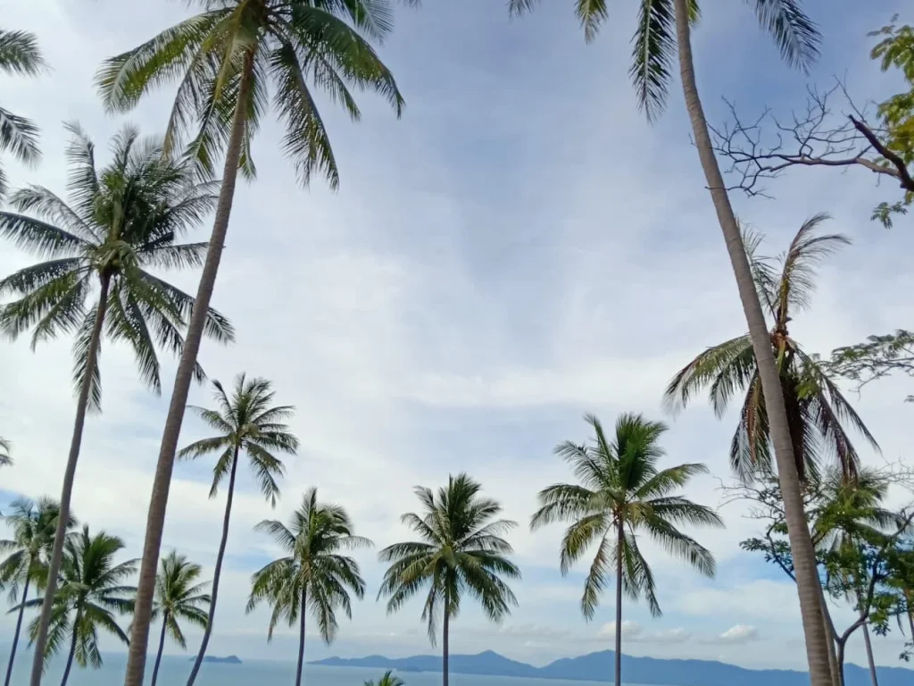 ขายที่ดินซีวิวติดถนนวิว1000เกาะสมุย สวยมาก