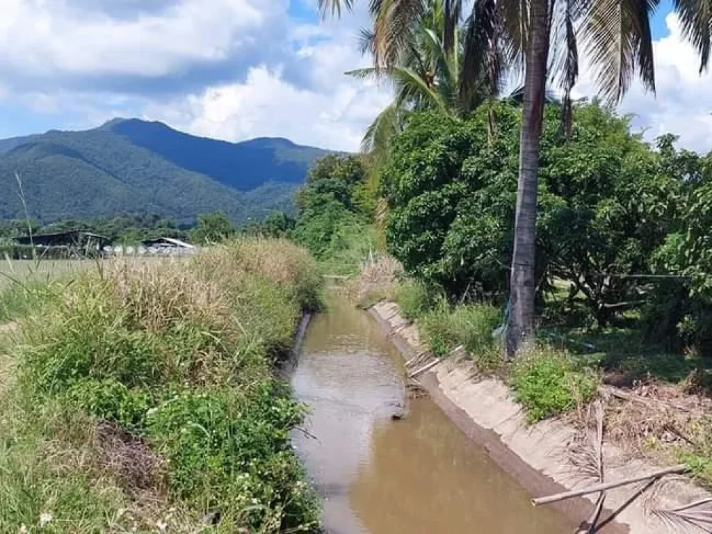 ขายที่นา ติดน้ำแม่วาง บ้านกาดใกล้เทศบาล พร้อมโอน