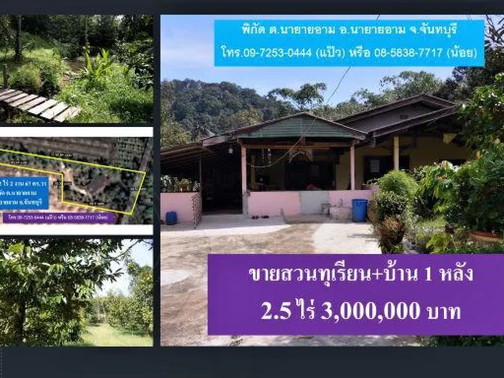 ขายสวนทุเรียนโต บ้าน 1 หลัง โฉนด 25 ไร่ พิกัด ตนายายอาม จันทบุรี 3 ล้านบาท Durian Thailand 