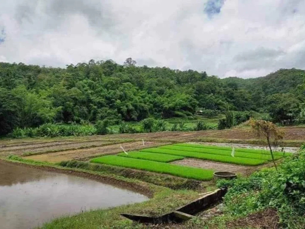 ขายที่นา ห่างถนนสายหลักเพียง 400เมตร เชียงดาวพร้อมโอน