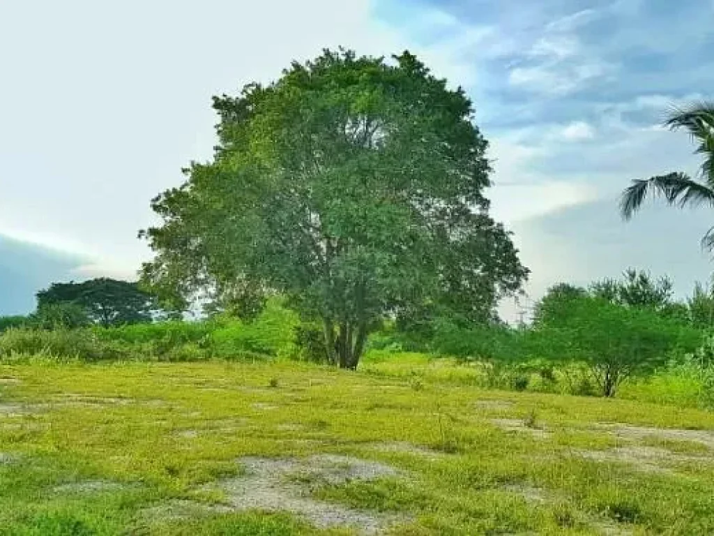 ขายที่ดินสำหรับปลูกบ้านพักตากอากาศ150 ตรวา