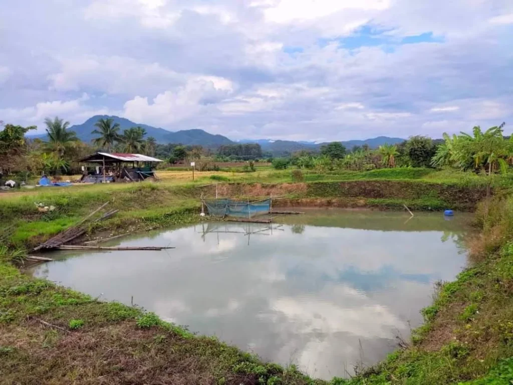 ขายที่ดินมีบ่อน้ำ ติดถนน วิวดอยหลวง เชียงดาว โฉนด