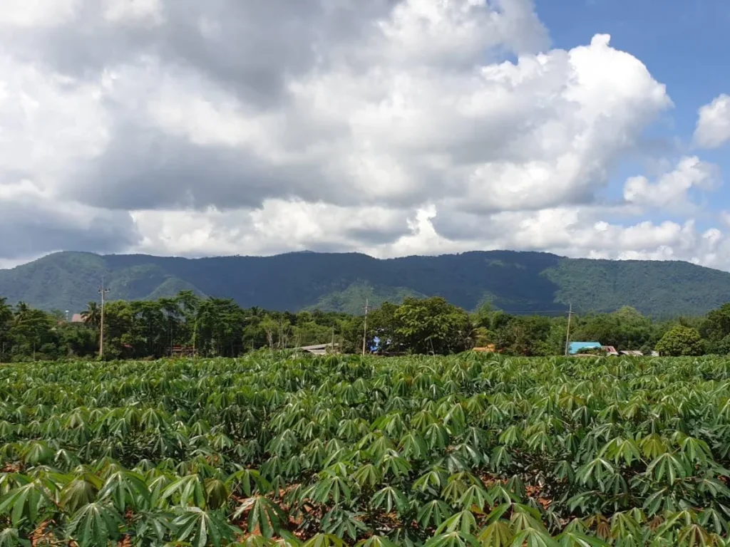 ขายที่ดินเขาใหญ่ เขาใหญ่ปากช่อง วิวภูเขามองเห็นทอสกาน่า บ้านคลองปูน ตหมูสี อปากช่อง จนครราชสีมา