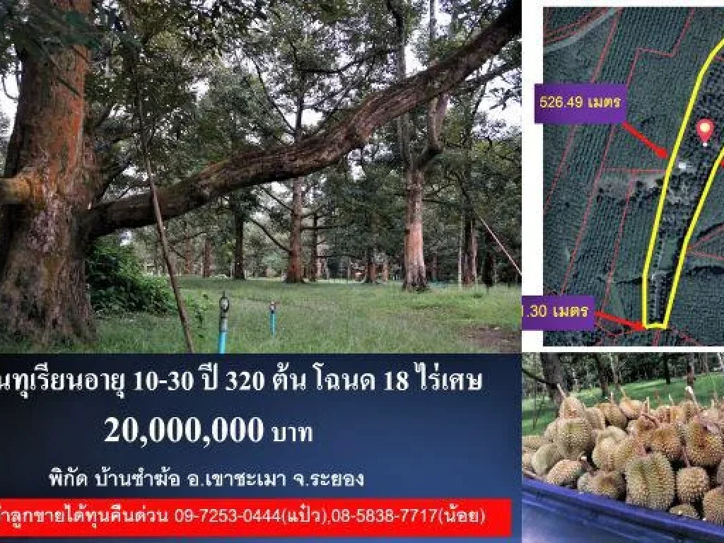 ขายสวนทุเรียน อายุ 10-30 ปี 320 ต้น โฉนด 18 ไร่เศษ พิกัด บ้านซำฆ้อ เขาชะเมา ระยอง 20 ล้าน Durian Thailand 