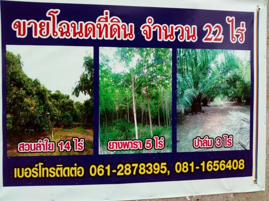 โฉนดที่ดิน 22 ไร่ ที่ดินเนินเขาสวนยาง ลำใย ปาล์ม บ้านห้วยบง -ดงเวียง ติดหนองฮ่าง ตหัวง้ม-ทานตะวัน อพาน จเชียงราย