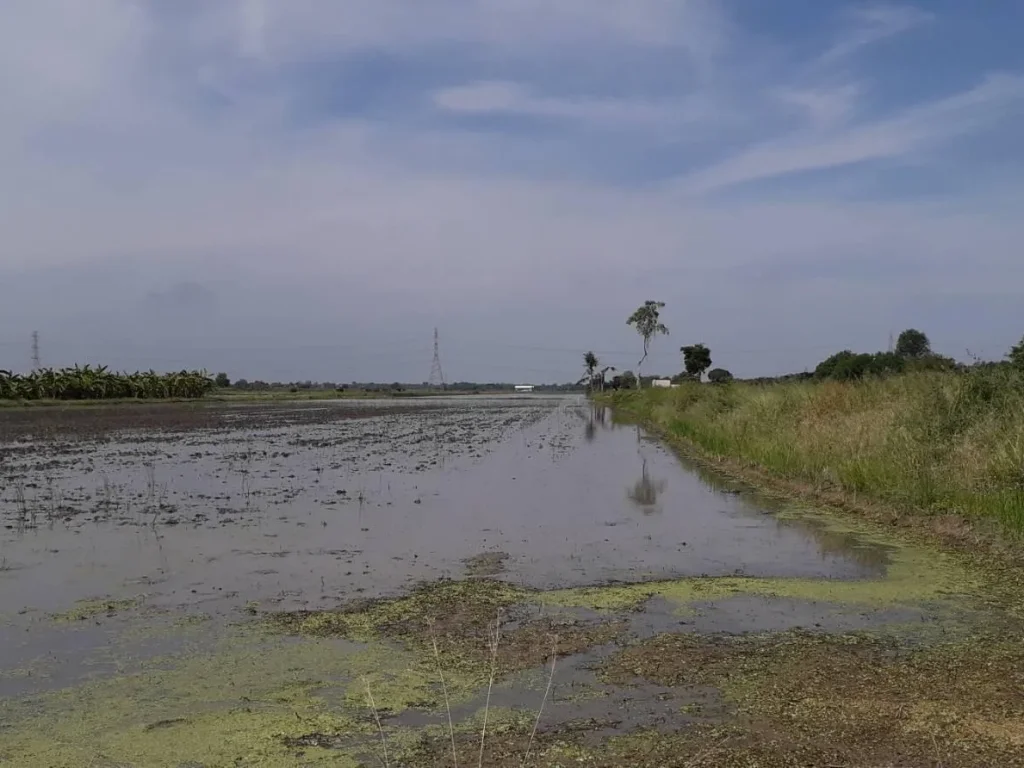 ขายที่ดิน 49-1-2 ไร่ บึงคอไห ลำลูกกา