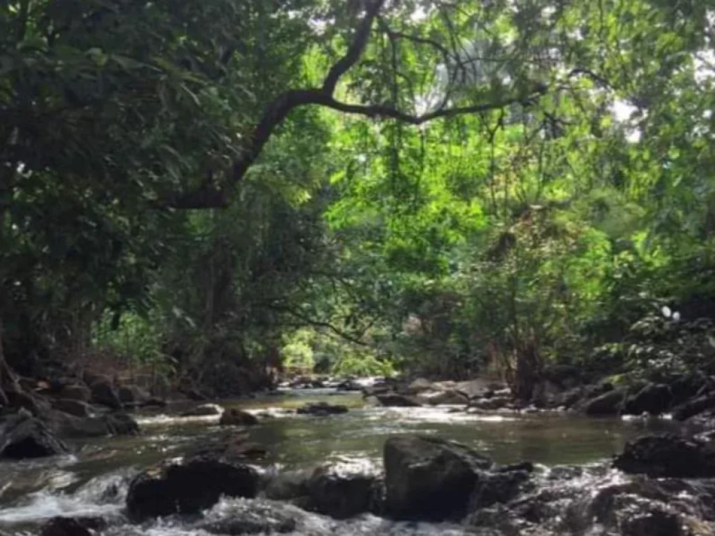 ขายที่ดินติดริมน้ำบ้านแปะจอมทอง บ้านทุ่งพัฒนาโฉนด