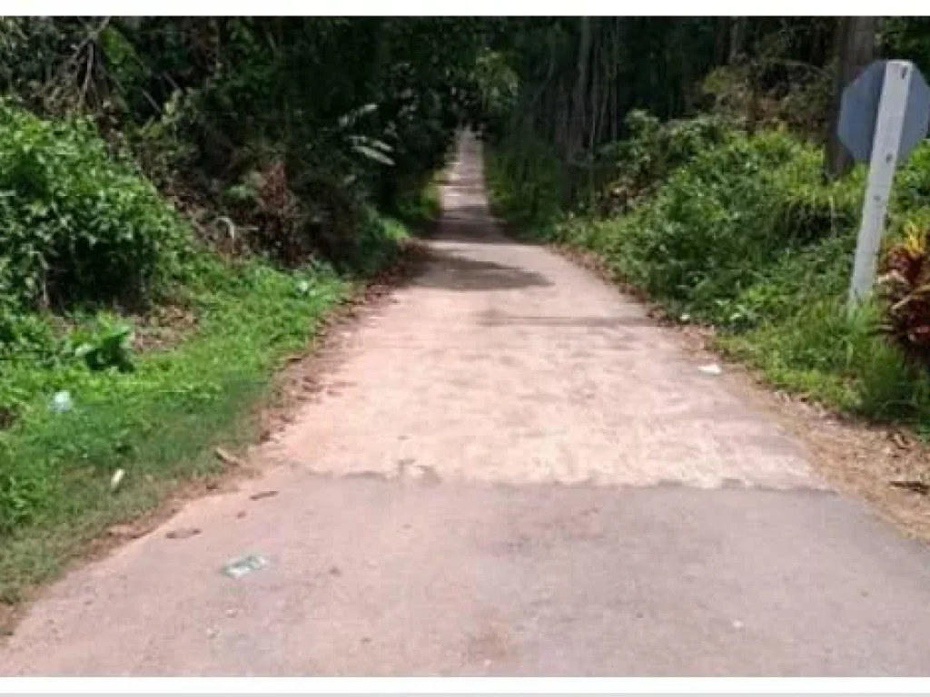 ขายสวนมังคุดสวย บ้านบางแก้ว พรุตาโรย ละอุ่น ระนอง