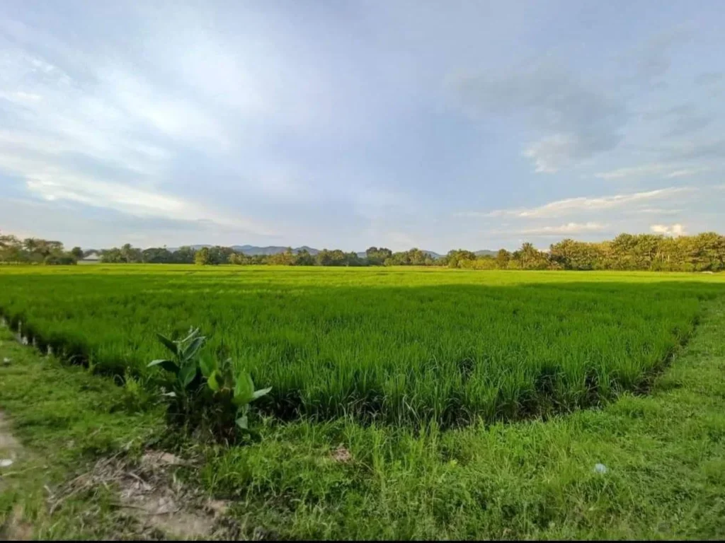 ขายที่นาป่าไป่สันทราย ใกล้ตลาดสด โฉนดพร้อมโอน