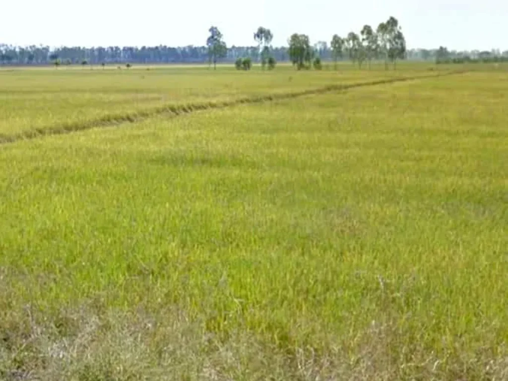 ที่นาแปลงสวย ติดถนนลาดยาง ไฟฟ้าผ่าน ติดลำเหมือง อุตรดิตถ์