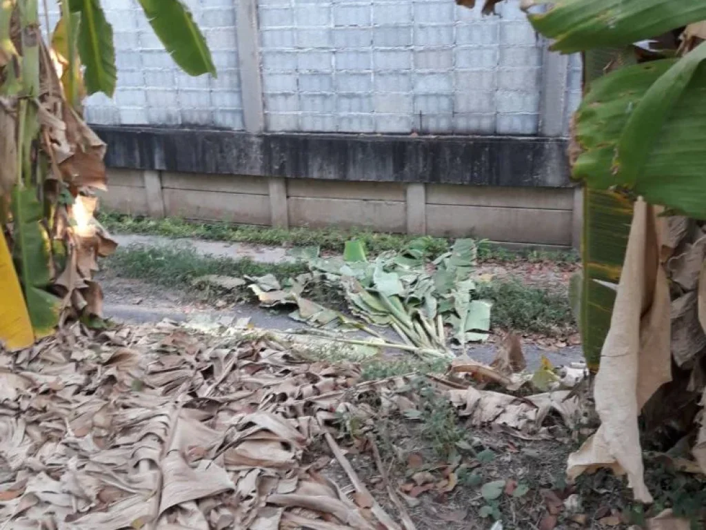 ขายที่ดิน 100 ตรว เลียบคลองแปด ลำลูกกา