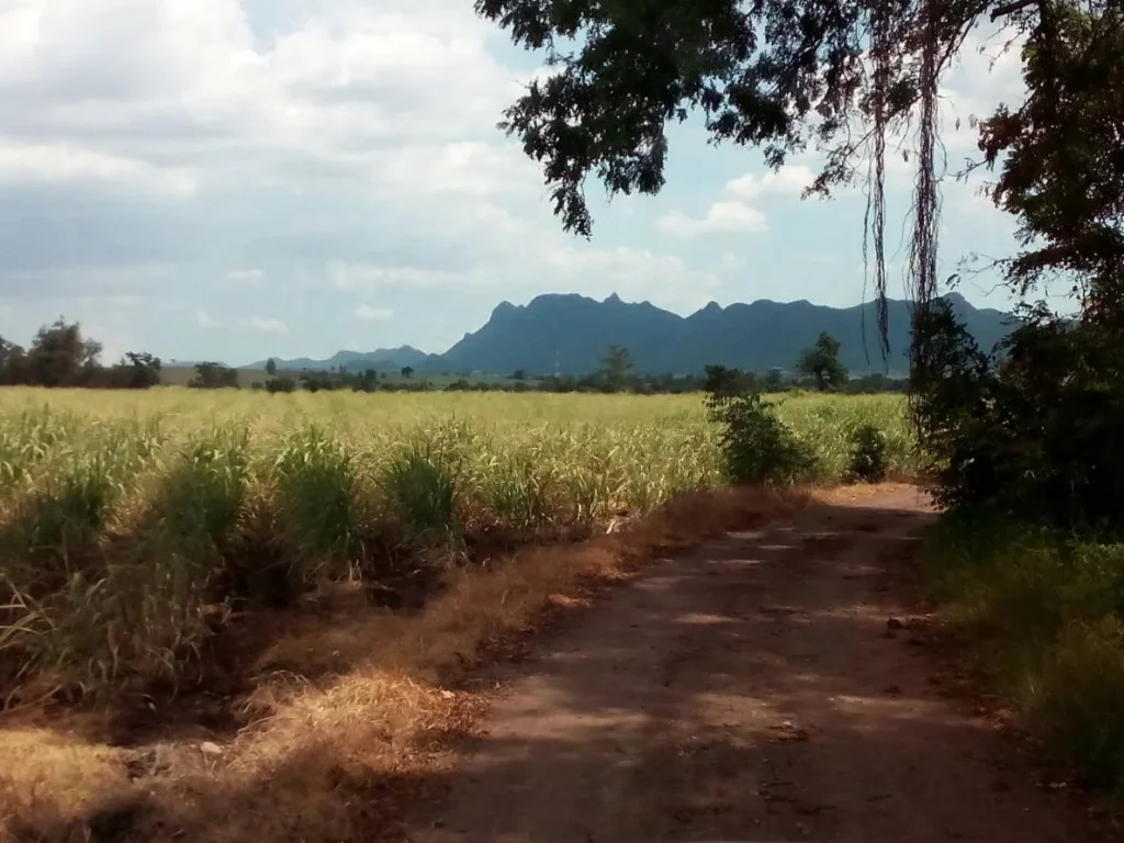 ขายที่ดิน 100 ไร่ ถนนสาย 2247 ทางไป ปากช่อง ตหนองรี อลำสนสนธิ จลพบุรี