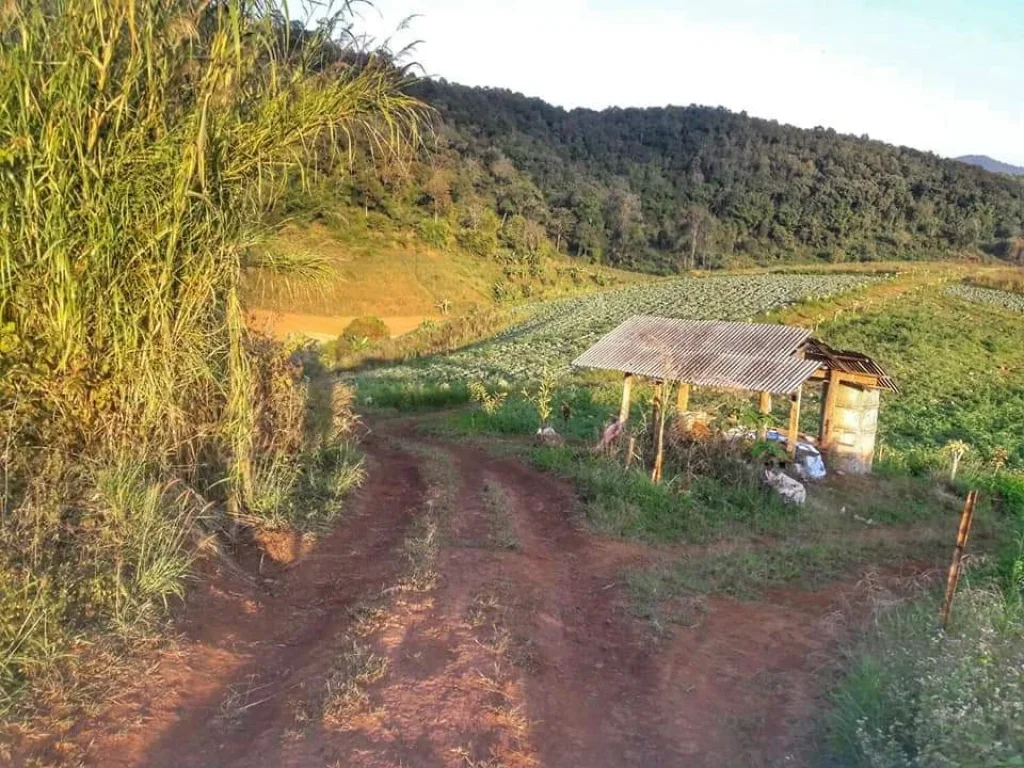 ขายที่ดินเหมาะกับการเกษตร สะเมืงเหนือ เชียงใหม่