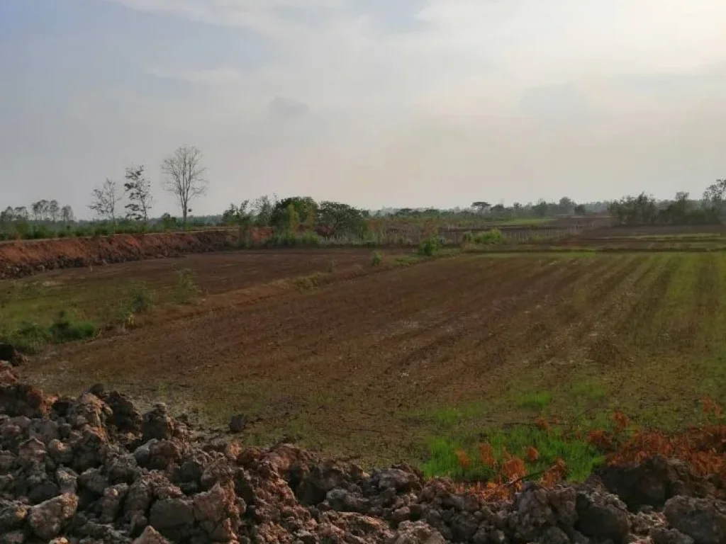 ขายที่นาสวยติดถนนติดคลองใหญ่