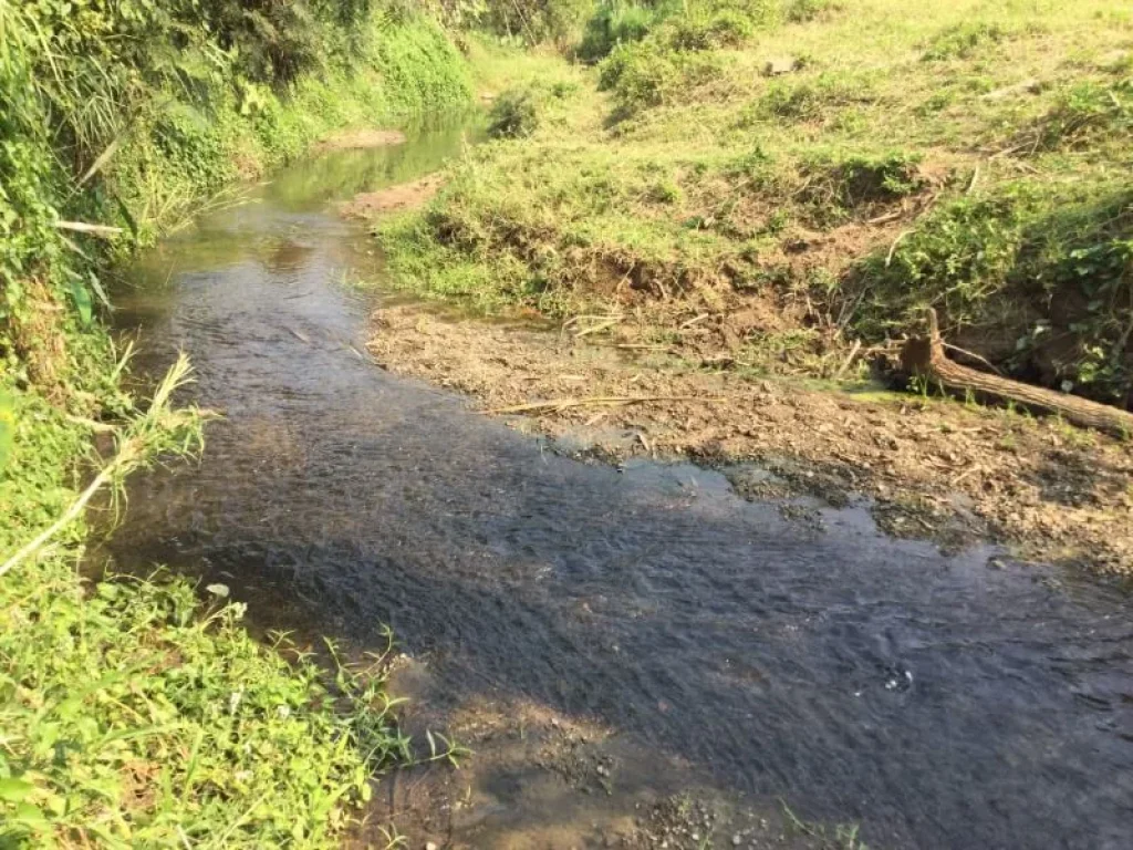 ขายที่ดิน แม่แตง ทิศตะวันออกติดลำห้วย ทิศตะวันตกติดลำเหมืองใหญ่