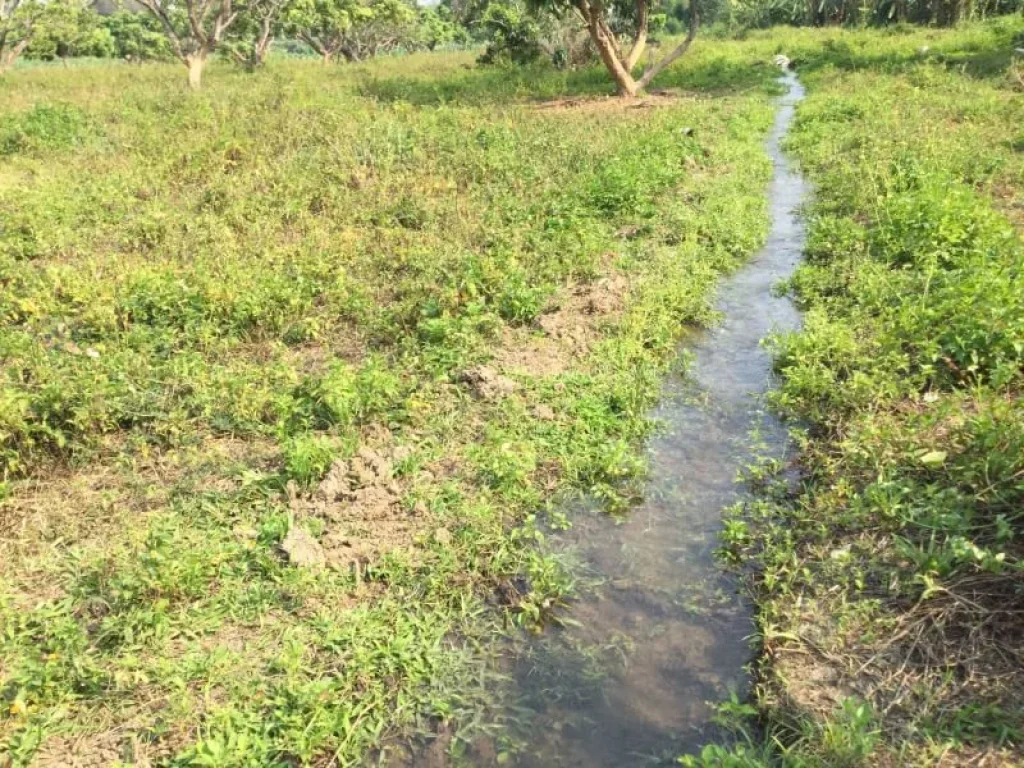 ขายที่ดิน แม่แตง ทิศตะวันออกติดลำห้วย ทิศตะวันตกติดลำเหมืองใหญ่