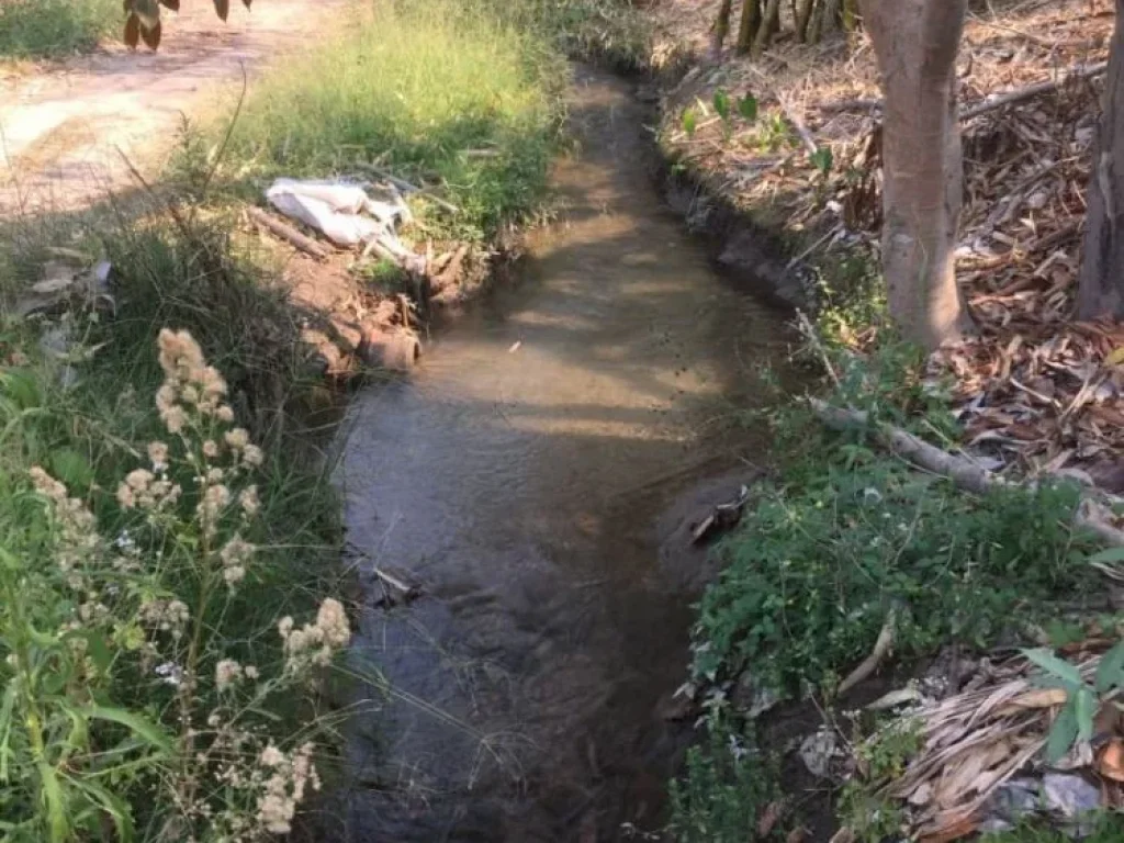 ขายที่ดิน แม่แตง ทิศตะวันออกติดลำห้วย ทิศตะวันตกติดลำเหมืองใหญ่