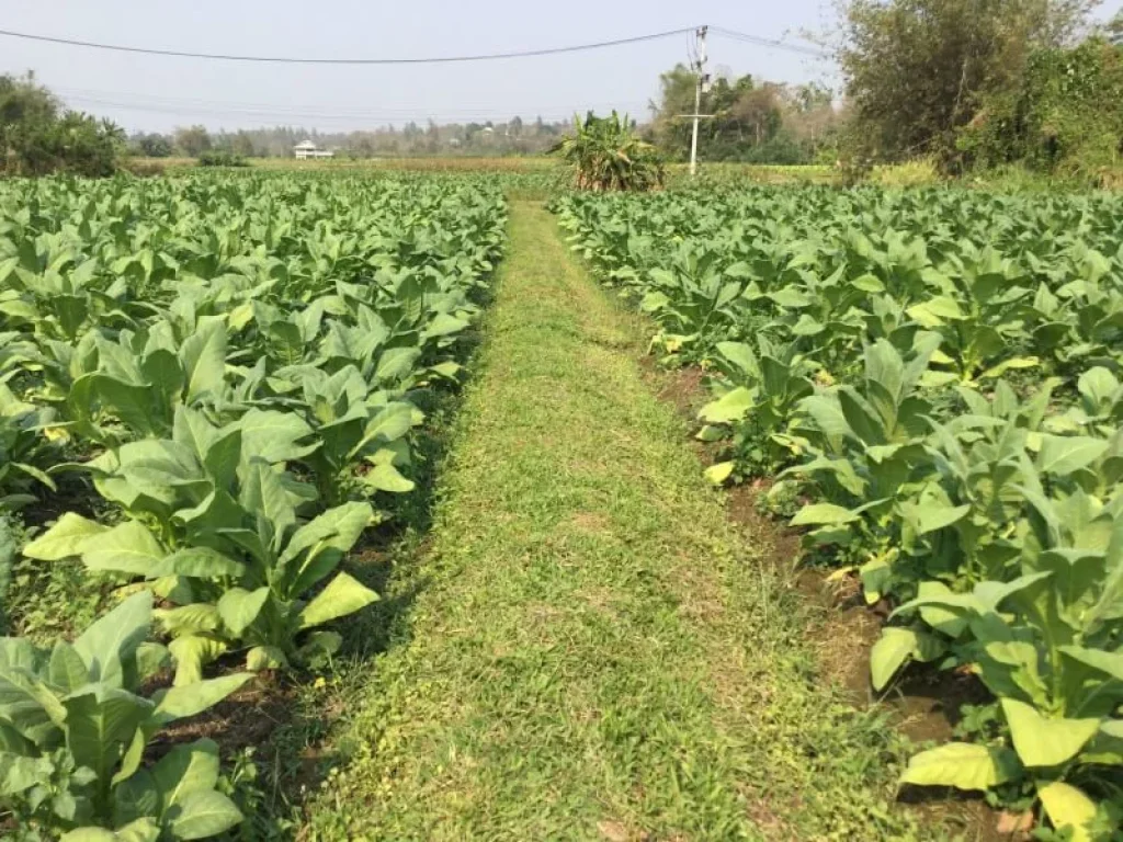 ขายที่ดิน แม่แตง ทิศตะวันออกติดลำห้วย ทิศตะวันตกติดลำเหมืองใหญ่