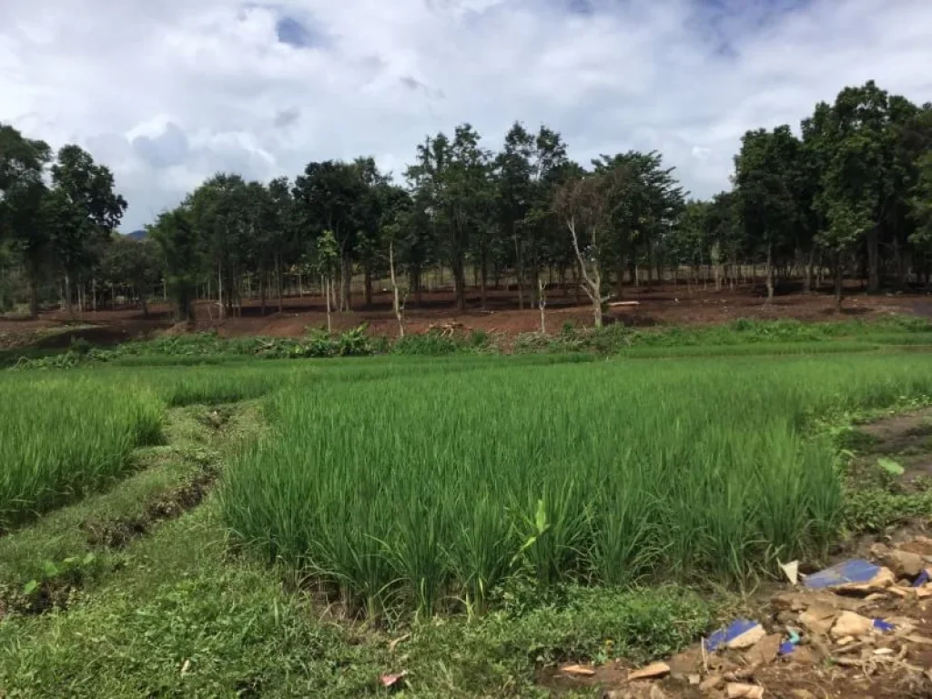 ขายที่ดินผ่านสถานที่ท่องเที่ยว ปาย ราคาถูก