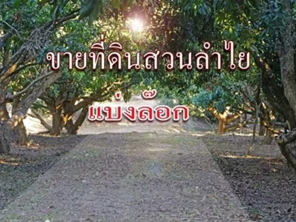 ด่วนขายที่ดินสวนลำไยพร้อมให้ผลผลิต