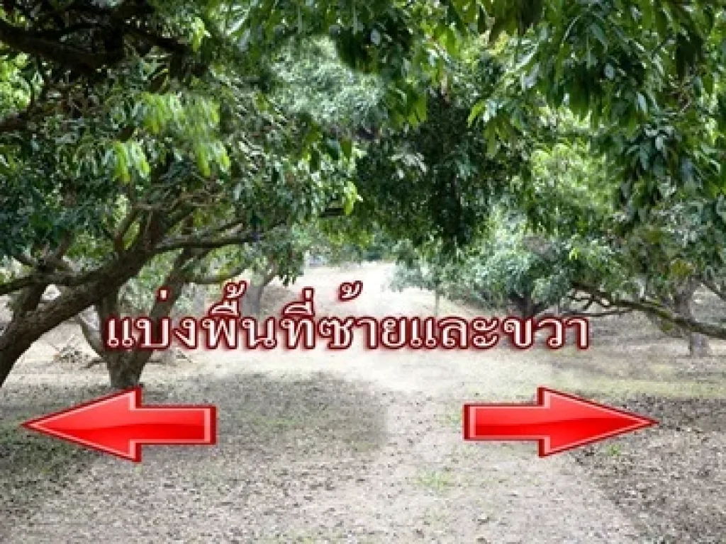 ด่วนขายที่ดินสวนลำไยพร้อมให้ผลผลิต