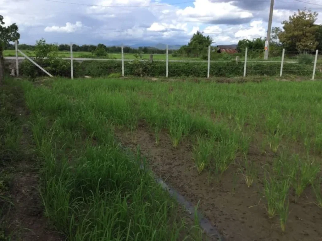 ขายที่ดินติดถนนสองด้าน แช่ช้าง เห็นวิวดอย