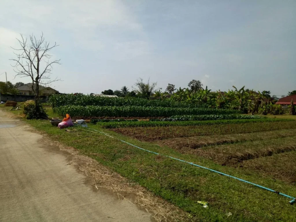 ขายที่ดินที่ถมแล้ว บ้านปางลาว ตบ้านดู่ อเมือง เชียงราย ขนาด 1 ไร่ 19ตรว พร้อมวางสิ่งปลูกสร้าง