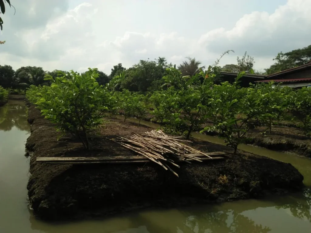 ขายที่ดิน2ไร่หลังวัดหนองนกไข่