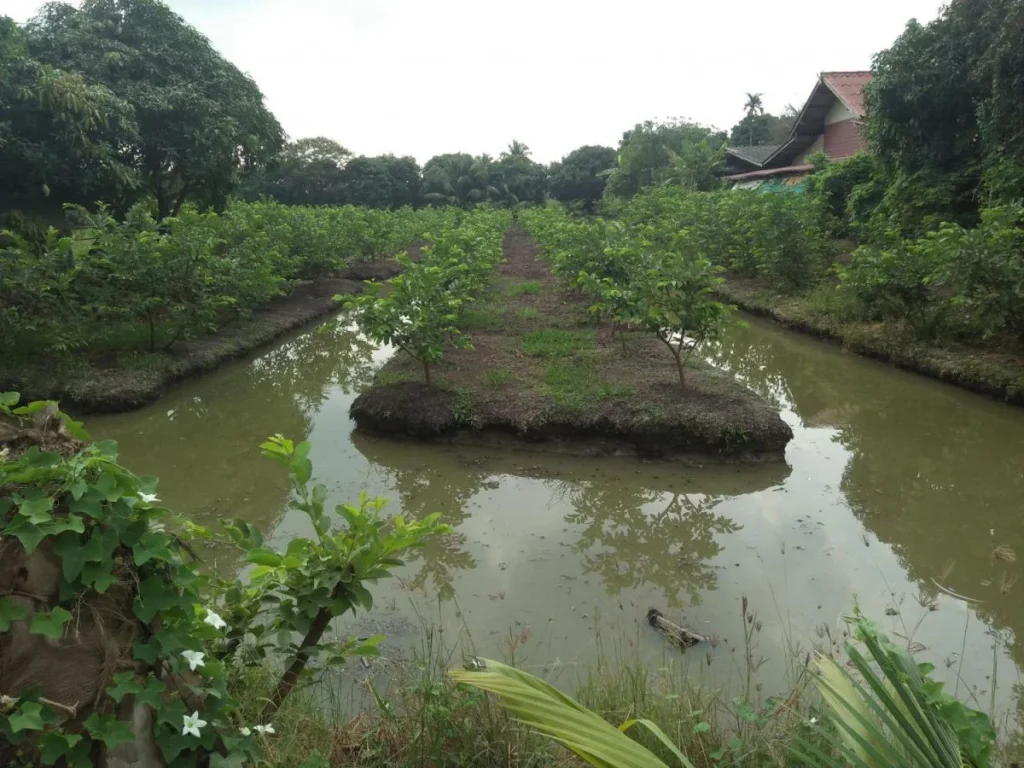 ขายที่ดิน2ไร่หลังวัดหนองนกไข่