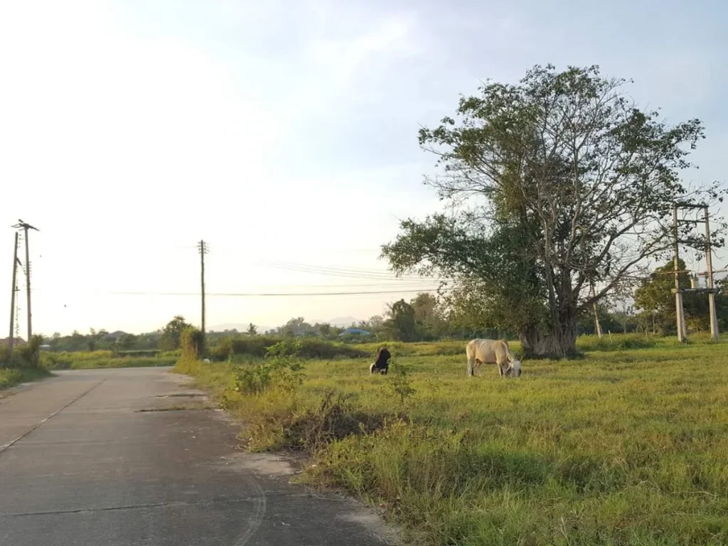 ขายที่ดินไกล้กุลพันธ์วิลล์ 9