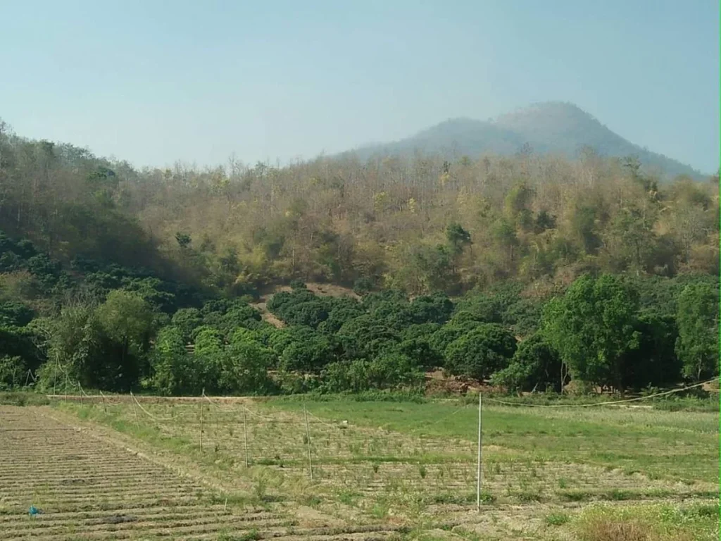 ขายที่ดินบ้านกาด แม่วางห่างตลาด 35 km