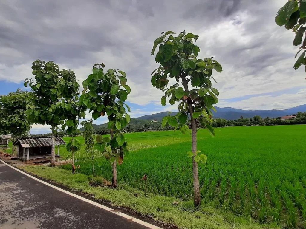 ขายที่ดินติดน้ำ สบเตียะจอมทอง ติดถนนลาดยาง โฉนด