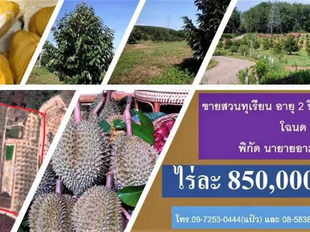 ขายสวนทุเรียนพันธุ์หมอนทอง อายุ 2 ปี 196 ต้น โฉนด 13 ไร่เศษ