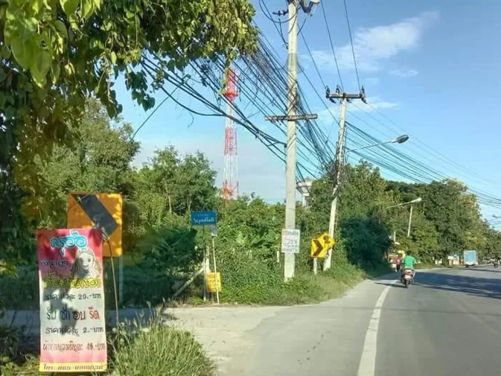 ขายสวนลำใยหนองตองห่างถนนหลักเพียง 100เมตร