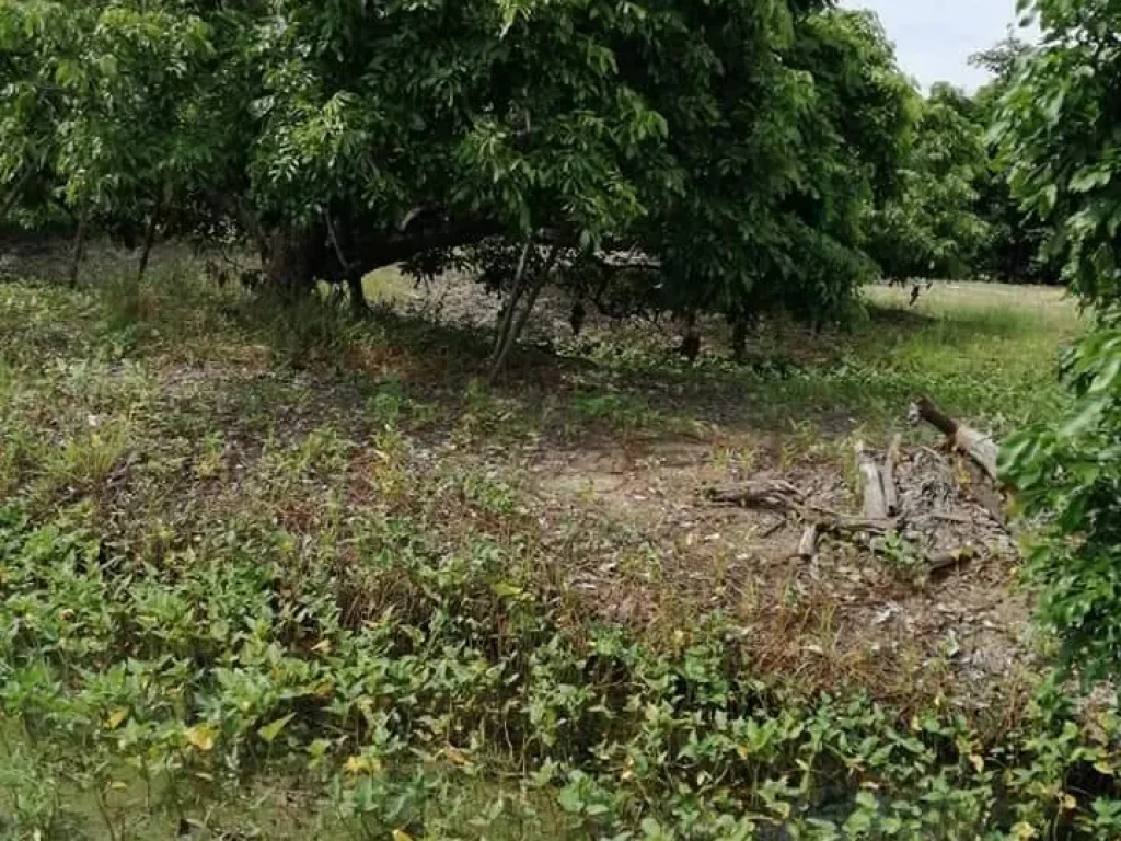 ขายสวนลำใยบ้านเกาะหนองตองหางดง โฉนดครุตแดง