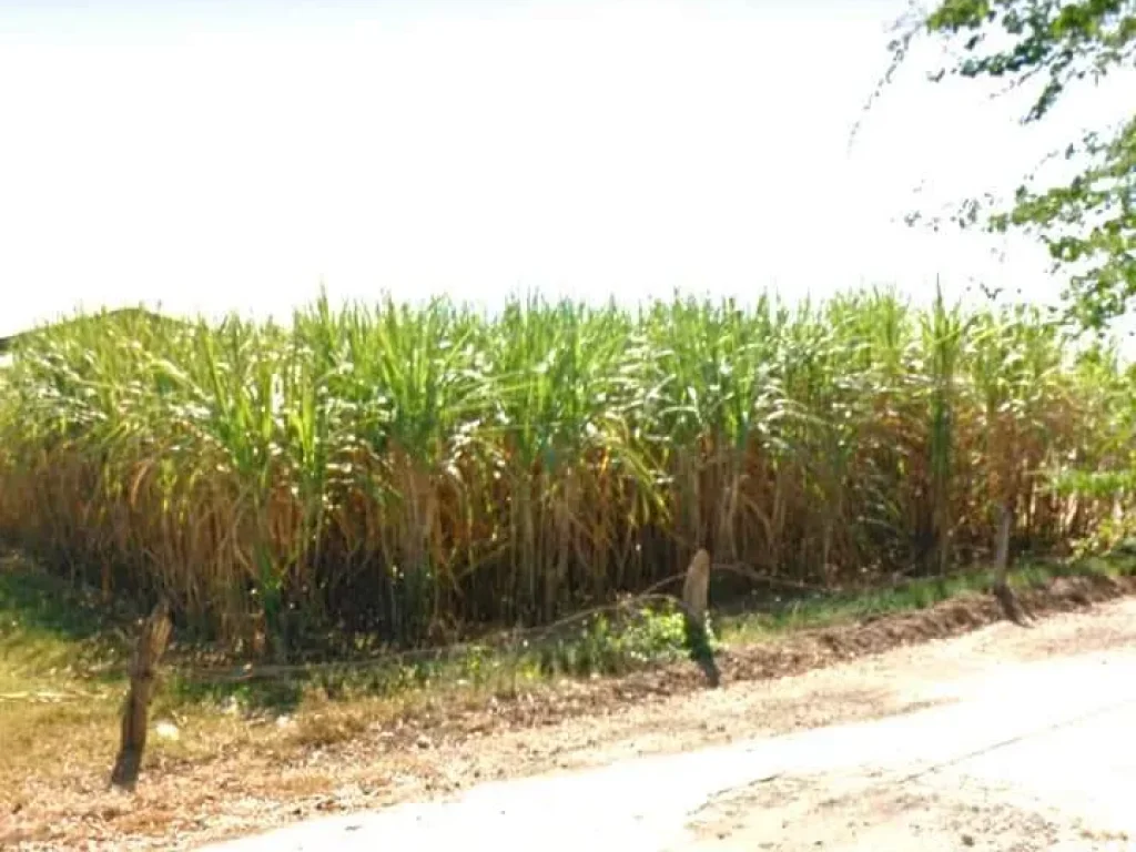 ที่ดินเปล่าแปลงสวย โฉนด น้ำไฟผ่าน บุรีรัมย์