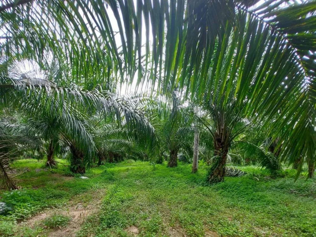 ขายที่ดินสวนปาล์ม 15 ไร่ ติดถนนลาดยาง ตำบลชุมโค อำเภอปะทิว จังหวัดชุมพร