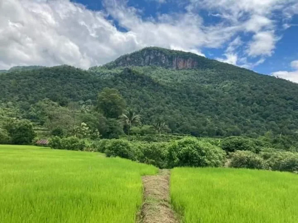 ขายที่นาเชียงดาว วิวดอยหลวง โฉนดพร้อมโอน