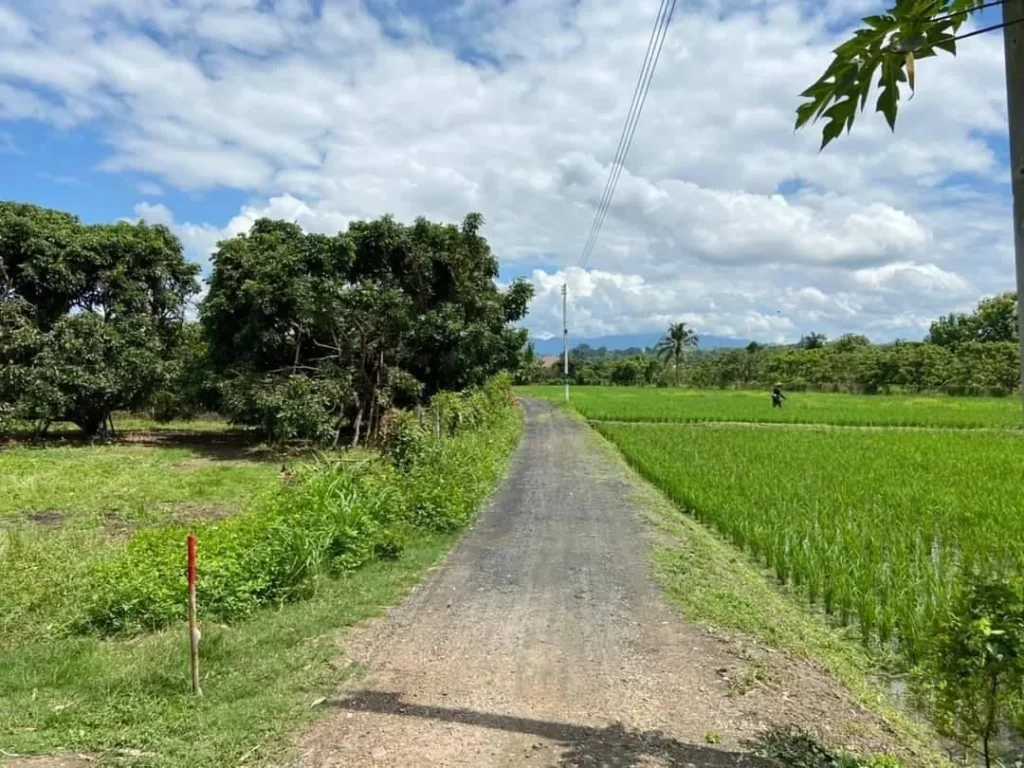 ขายที่ดินน้ำบ่อหลวงสันป่าตองวิวทุ่งนา โฉนดพร้อมโอน